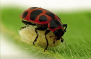 coccinelle paralysee