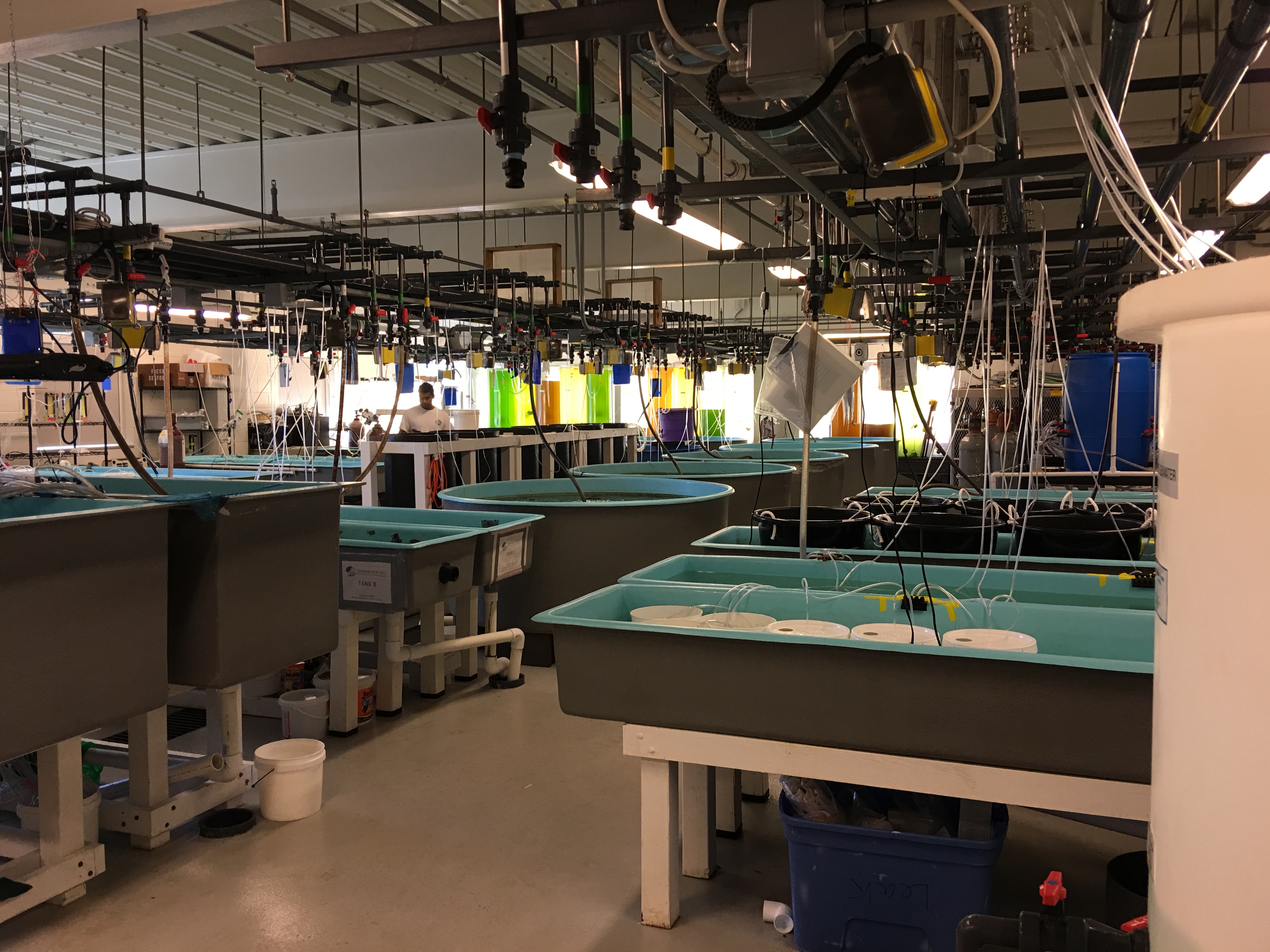 Inside the wet lab at the marine station, sea tables, pvc pipes, algae tubes