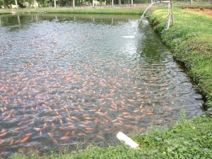 Tilapia fish farms