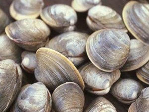 Project 5: Marker-assisted selection of hard clams for resistance towards QPX
