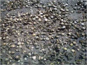 QPX ecology and disease dynamics in the hard clam Mercenaria mercenaria (picture from whoi.edu)