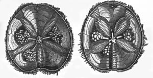 Hemiaster phillipi