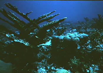 Branching and Mound-Shaped Corals. Photo by Phil Dustan