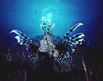 Lionfish, Thailand. Photo by Don Hesler