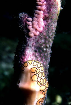 Egg-Laying by Cyphoma gibbosum on Octocoral. Photo by Drew Harvell