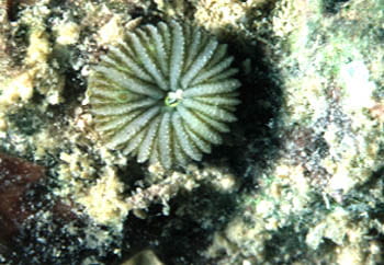 Newly Settled Coral. Photo by Robert Richmond