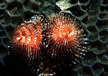 Serpulid Growing in Coral. Photo by Robert Richmond