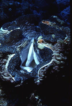 "Killer Clam" Tridacna. Photo by Robert Richmond