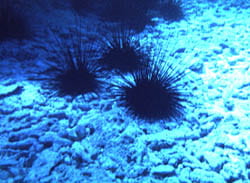 Caribbean Urchin Diadema antillarum