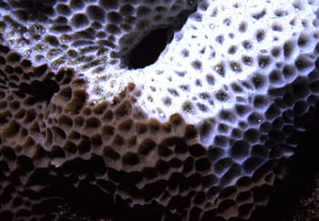 Closeup of Coral Bleaching. 