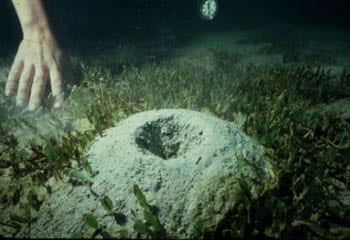 Callianassid Shrimp Sediment Mound, Jamaica. Photo by Thomas Suchanek