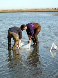 Placing experimental cages in a mud flat at Flax Pond salt marsh