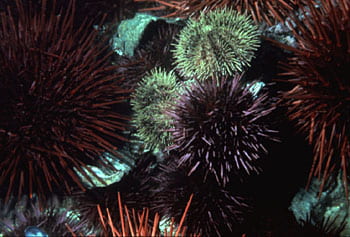 Pacific Kelp Forest Urchins. Photo by Paul Banko