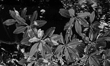 Leaves of Red Mangrove. Photo by H. Lessios