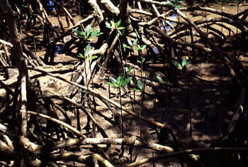 Seedlings and Prop Roots of Red Mangrove