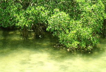 Coastal Mangrove and Muddy Waters