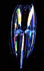 Ctenophore. Photo by Marsh Youngbluth