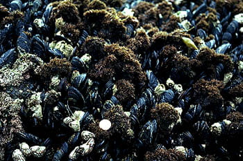 Filamentous Seaweeds and Mussel Recruitment
