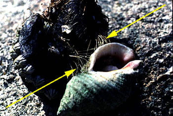 Mussel Defense Against Dog-Whelk Predator. Photo by Peter Petraitis