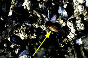 Brown Morph of the Mussel Mytilus trossulus