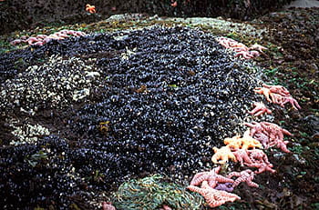 Seastars Clumped at Edge of Mussel Bed. Photograph by Thomas H. Suchanek