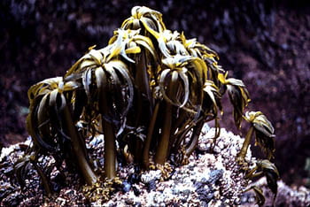 Palm Seaweed Postelsia palmaeformis