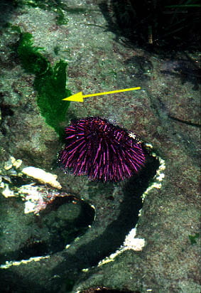 Purple Sea Urchin in Tide Pool in British Columbia
