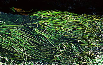 Surf Grass, Phyllospadix