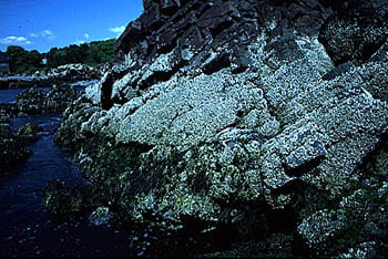 Rocks Covered by Barnacle, Semibalanus balanoides. Nahant, Massachusetts