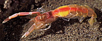 Burrowing Shrimp, Callianassa californiensis