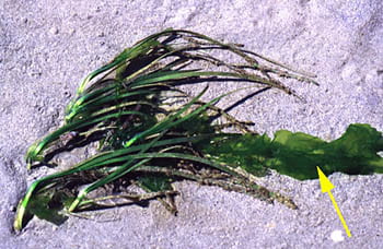 Eel Grass and Sea Lettuce on a Sand Flat