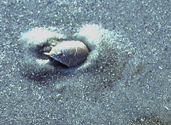 Mole Crab Burrowing