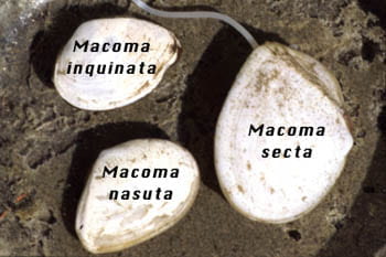 Intertidal Species of Macoma, Pacific Northwest