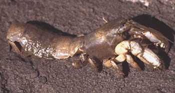Burrowing shrimp Upagebia pugettensis