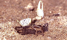 Displaying Male Fiddler Crab