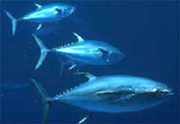 Research Highlight: Bluefin Tuna Transport Radioactivity from Fukushima Across the Pacific