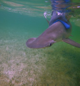 SBU Scientist Blogs from Bahamian Shark Expedition