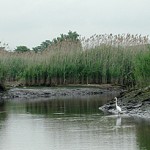 Barries-Creek-egret