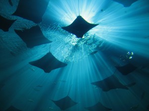 Cownose rays swarming at the Georgia Aquarium (from Wikipedia)