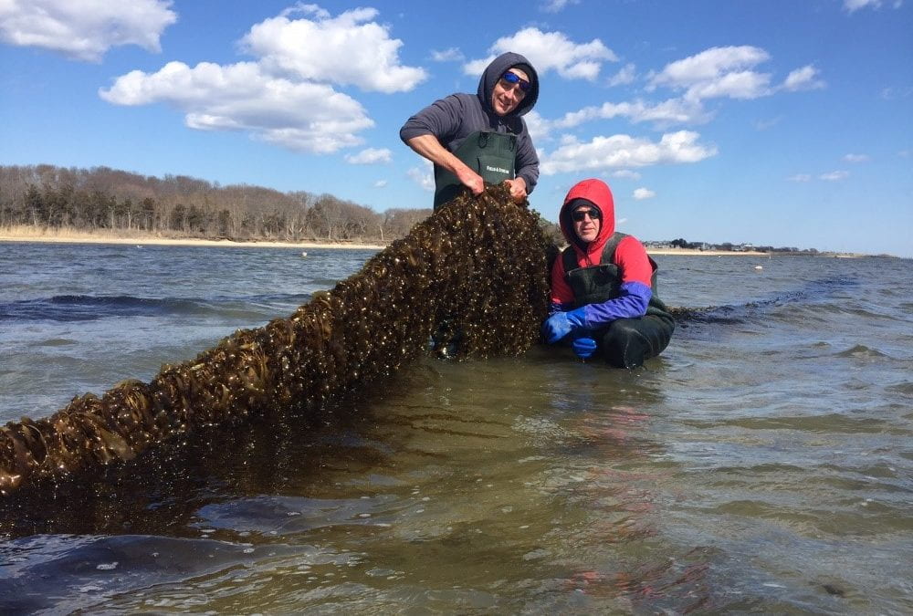 Stony Brook University scientist Mike Doall, left, and oyster farmer Paul McCormick with kelp grown on the Great Gunn oyster farm this spring.