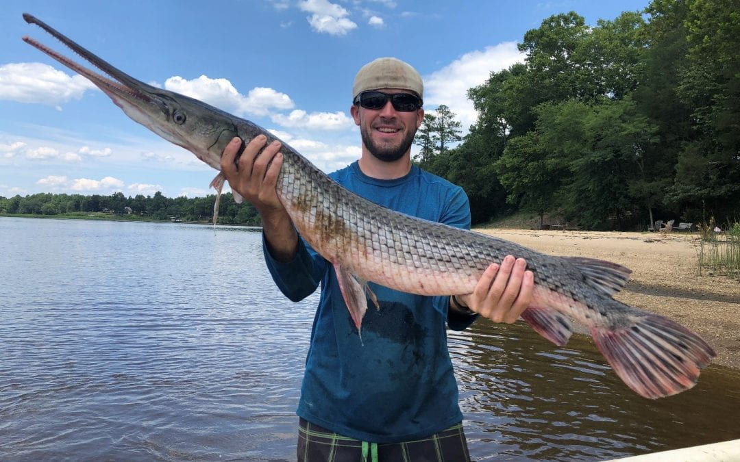 Brian holding a large adult longnose gar (Lepisosteus osseus) collected in the Mattaponi River during the 2019 seine survey, conducted by the Virginia Institute of Marine Science.