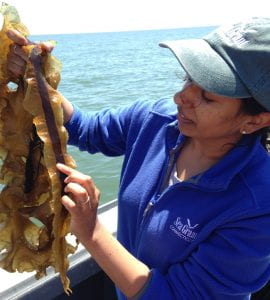 Connecticut Sea Grant Aquaculture Specialist Anoushka Concepcion the PI on a new National Sea Grant Seaweed Hub (photo by Tessa Getchis).