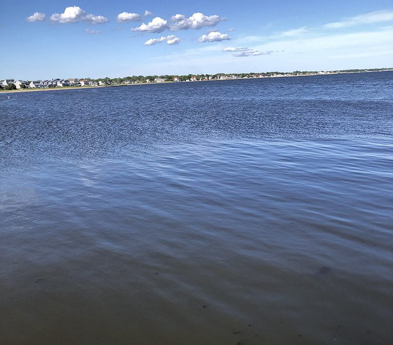 Harmful Brown Tide Erupts Across Great South Bay