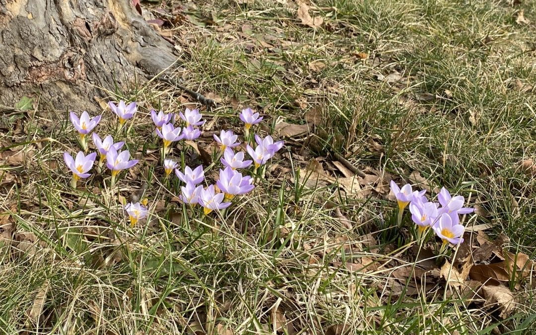 Crocuses in bloom near Discovery Hall at SoMAS