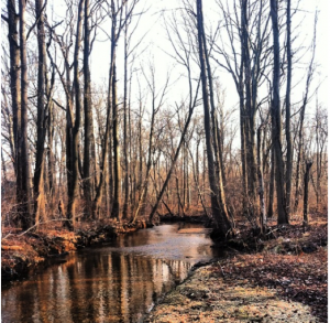 The Meadow Brook Stream and trees, Roosevelt Preserve.