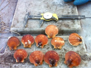 Sea scallops are highly impacted by ocean acidification.