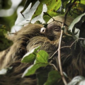 In Costa Rica, I nabbed this awesome picture of a sleeping sloth!