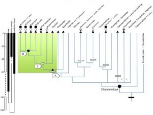 Hypothesized relative timing of predator fossils, predator guild selection events, and defensive trait evolution in the tortoise beetles, sensu stricto, and related taxa in the Chrysomelidae.