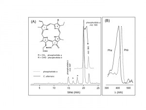 Chromatographic separation and identification of chlorophyll catabolites from fecal shields of Chelymorpha alternans. (A) LC-MS profile of the methanolic extract of larval shields (straight line) and the pheophorbide a standard (dotted line). The two peaks for Pha represent epimeric esters of ring V (Smith et al. 1985), Pha (R = CH3), Phb (R = CHO), (*) unknown compounds. (B) UV spectra of Pha (straight line) and Phb (dotted line).