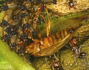 Female Acromis sparsa defending her larval progeny against Azteca ant attack with a bull-dozer movemnet